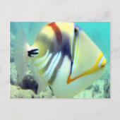 ハワイ州フィッシュ – フムフムヌクヌクアプア ポストカード (正面)