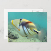 ハワイ州フィッシュ – フムフムヌクヌクアプア ポストカード (正面/裏面)