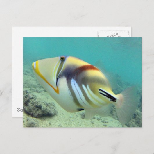 ハワイ州フィッシュ – フムフムヌクヌクアプア ポストカード (正面/裏面)