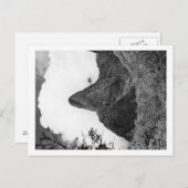 ハワイ州マウイ島 – アイオバレーの針 ポストカード (正面/裏面)