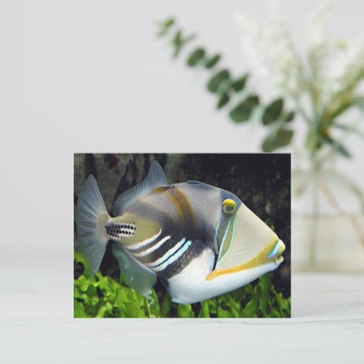 ハワイ州魚 ポストカード (スタンド正面)