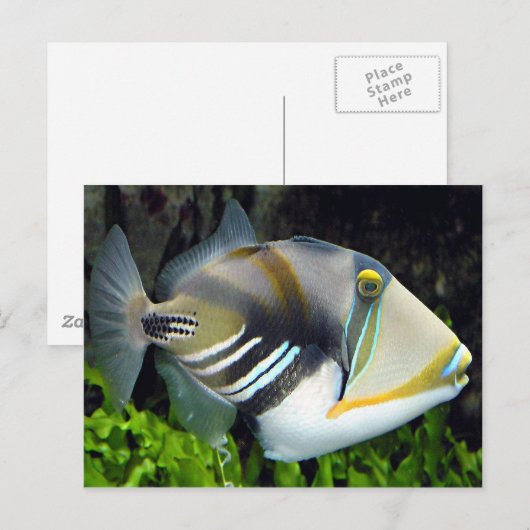 ハワイ州魚 ポストカード (正面/裏面)