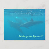 ハワイ挨拶の水中イルカ風景画はがき ポストカード (正面)