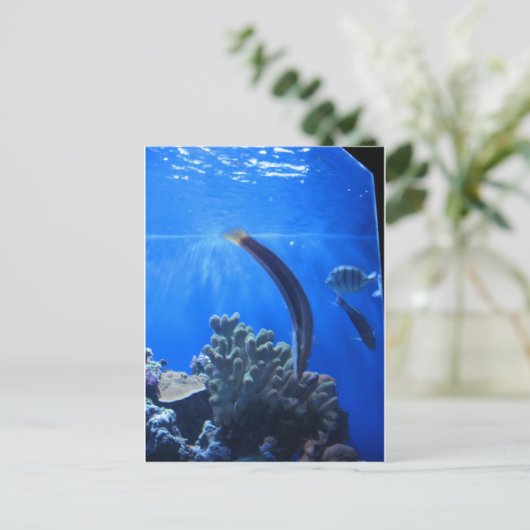 ハワイ海中 ポストカード (スタンド正面)