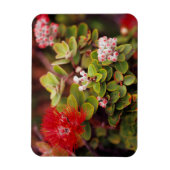 ハワイ火山で花を咲かせる マグネット (縦)