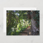 ハワイ・カウアイの熱帯林を抜ける散歩道 ポストカード (正面/裏面)