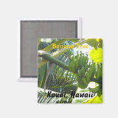 ハワイ，カウアイ，バナナツリー マグネット (正面/裏面)