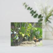 ハワイ，カウアイ ポストカード (スタンド正面)