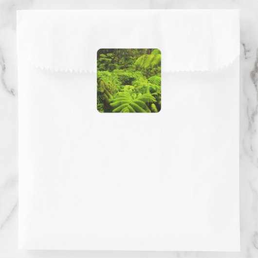 ハワイ、ビッグ島、緑豊かな熱帯の緑 スクエアシール (バッグ)