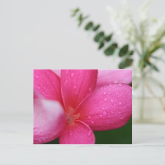 ハワイ ポストカード (スタンド正面)