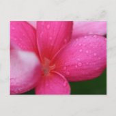 ハワイ ポストカード (正面)