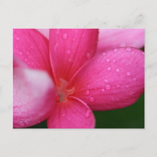 ハワイ ポストカード (正面)