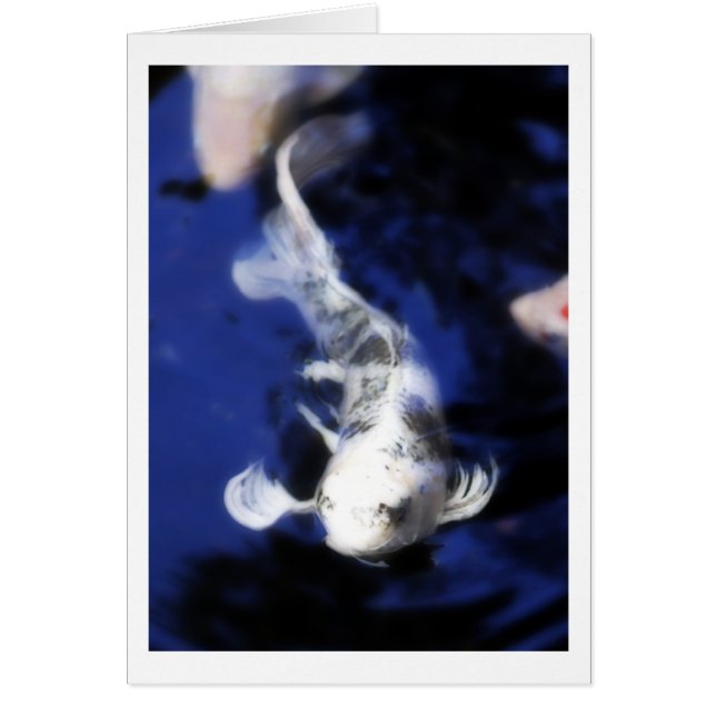 ハワイ- 7のコイ (正面)