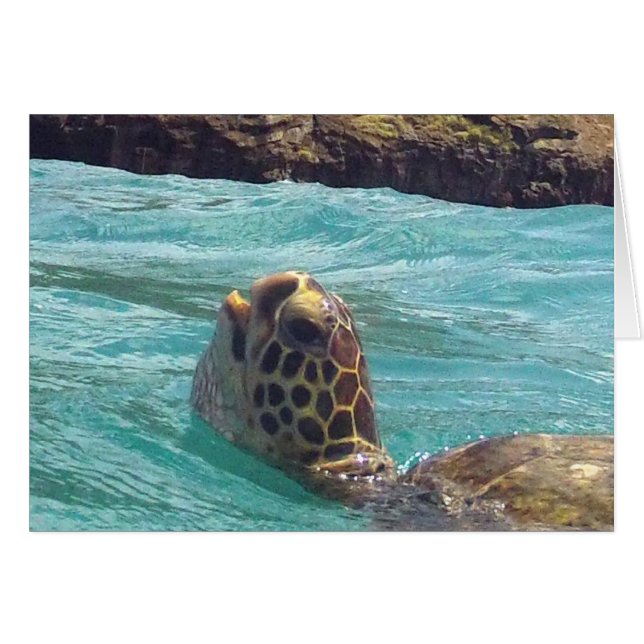 ハワイHonuのカメ (正面横)