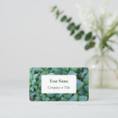 ハワーシア多肉植物の名刺 名刺 (スタンド正面)