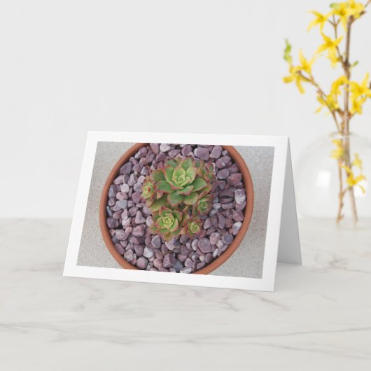 ハワースの吸汁植物、エオニウム·ハワースイ カード (黄色い花)