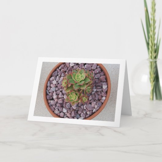 ハワースの吸汁植物、エオニウム·ハワースイ カード (正面)
