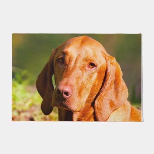 ハンガリーのヴィスラ。 ドアマット (正面)