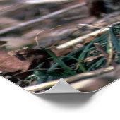 ハンガリーパトリッジ ポスター (角)