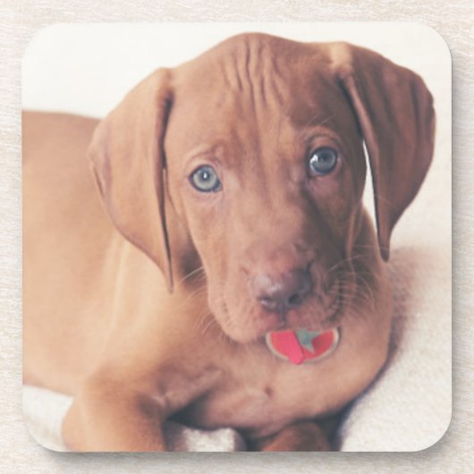 ハンガリー人のVizslaの子犬 コースター (正面)