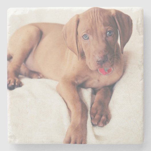 ハンガリー人のVizslaの子犬 ストーンコースター (正面)