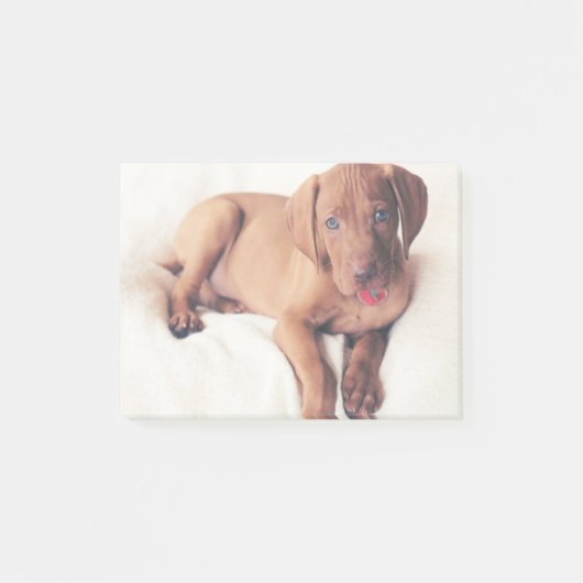 ハンガリー人のVizslaの子犬 ポストイット (正面)