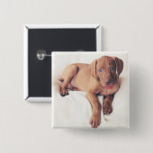 ハンガリー人のVizslaの子犬 缶バッジ (正面&裏面)