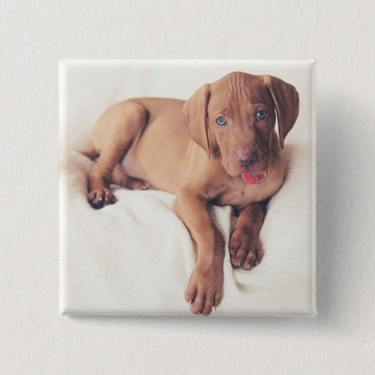 ハンガリー人のVizslaの子犬 缶バッジ (正面)