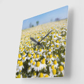 ハンガリー·カモミール·フィールド スクエア壁時計 (傾斜)