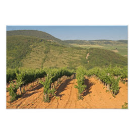 ハンガリー，トカジのブドウ畑 フォトプリント           