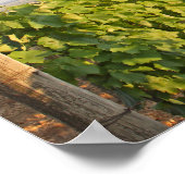 ハンガリー，トカジのブドウ畑 ポスター (角)