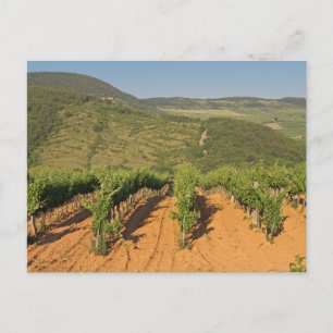 ハンガリー,トカジのブドウ畑 ポストカード