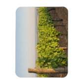 ハンガリー,トカジのブドウ畑 マグネット (縦)