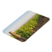 ハンガリー,トカジのブドウ畑 マグネット (左側)