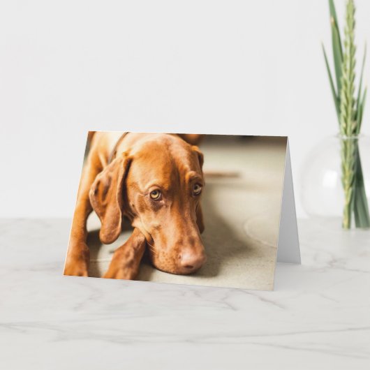 ハンガリー・ヴィズラのモチーフのカード カード (正面)