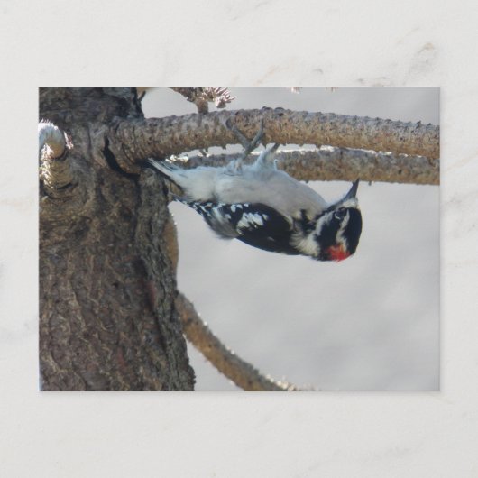 ハンギンアウトバイレスリーピーパーズ ポストカード (正面)