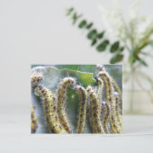 ハングリーキャベツホワイトイモムシのポストカード ポストカード (スタンド正面)