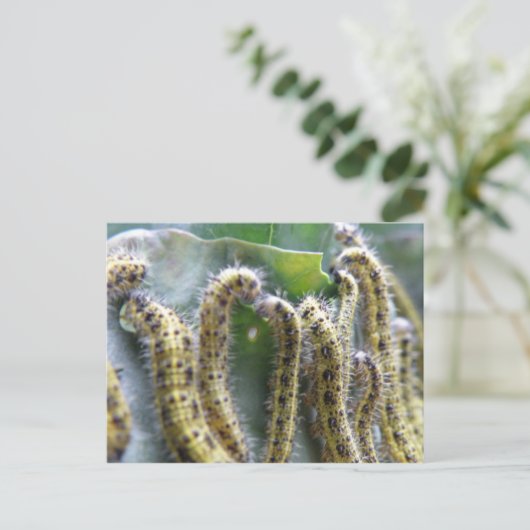 ハングリーキャベツホワイトイモムシのポストカード ポストカード (スタンド正面)