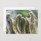 ハングリーキャベツホワイトイモムシのポストカード ポストカード (正面/裏面)