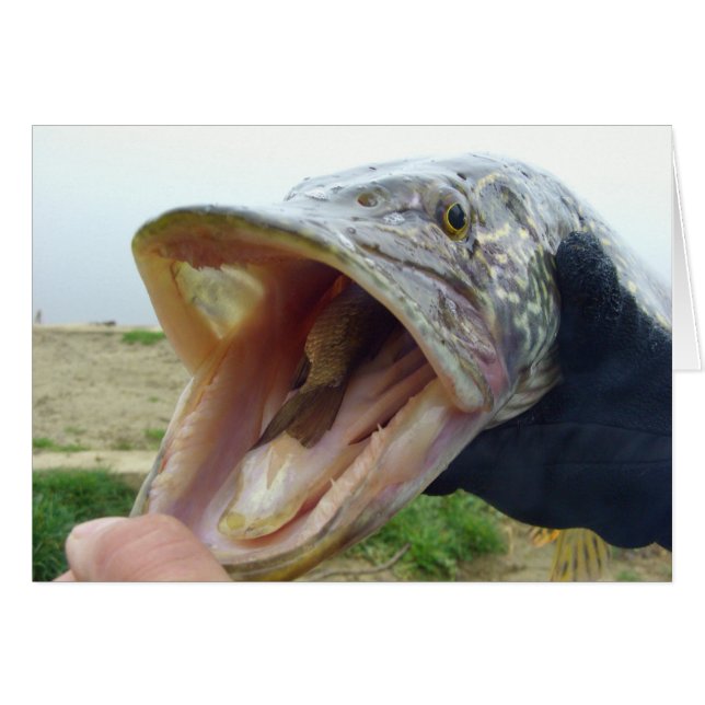 ハングリーパイク (正面横)