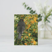 ハングリー・ブラックバード ポストカード (スタンド正面)