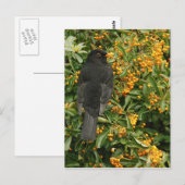 ハングリー・ブラックバード ポストカード (正面/裏面)