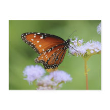 ハングリー（昆虫）オオカバマダラ、モナーク蝶