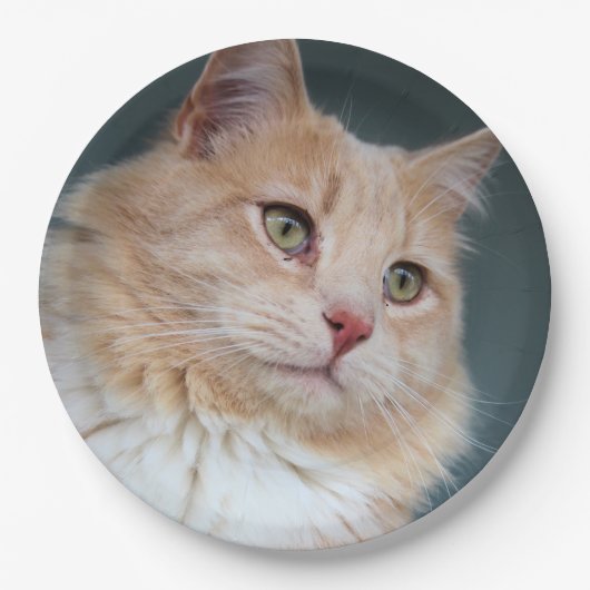 ハンサムさん ペーパープレート (正面)