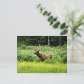 ハンサムなエルク ポストカード (スタンド正面)