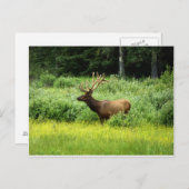ハンサムなエルク ポストカード (正面/裏面)