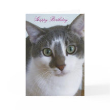 ハンサムなグレーとホワイトキャット誕生日