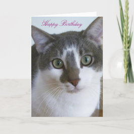 ハンサムなグレーとホワイトキャット誕生日 カード