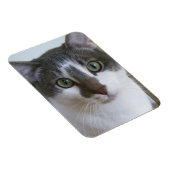 ハンサムなグレーと白猫 マグネット (右側)