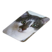ハンサムなグレーと白猫 マグネット (左側)